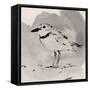 Inky Plover II-Jacob Green-Framed Stretched Canvas