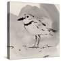 Inky Plover II-Jacob Green-Stretched Canvas