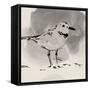 Inky Plover III-Jacob Green-Framed Stretched Canvas