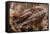 Inland Bearded Dragon in the Australian Outback-Paul Souders-Framed Stretched Canvas