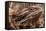 Inland Bearded Dragon in the Australian Outback-Paul Souders-Framed Stretched Canvas