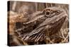 Inland Bearded Dragon in the Australian Outback-Paul Souders-Stretched Canvas