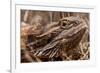 Inland Bearded Dragon in the Australian Outback-Paul Souders-Framed Photographic Print