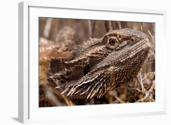 Inland Bearded Dragon in the Australian Outback-Paul Souders-Framed Photographic Print