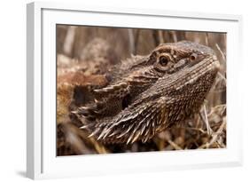 Inland Bearded Dragon in the Australian Outback-Paul Souders-Framed Photographic Print