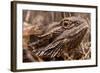 Inland Bearded Dragon in the Australian Outback-Paul Souders-Framed Photographic Print