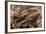 Inland Bearded Dragon in the Australian Outback-Paul Souders-Framed Photographic Print