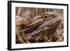 Inland Bearded Dragon in the Australian Outback-Paul Souders-Framed Photographic Print