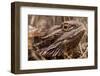 Inland Bearded Dragon in the Australian Outback-Paul Souders-Framed Photographic Print