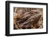 Inland Bearded Dragon in the Australian Outback-Paul Souders-Framed Photographic Print