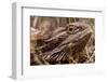 Inland Bearded Dragon in the Australian Outback-Paul Souders-Framed Photographic Print