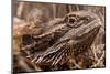 Inland Bearded Dragon in the Australian Outback-Paul Souders-Mounted Photographic Print
