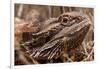 Inland Bearded Dragon in the Australian Outback-Paul Souders-Framed Photographic Print