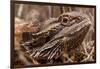 Inland Bearded Dragon in the Australian Outback-Paul Souders-Framed Photographic Print