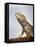 Inland Bearded Dragon Profile, Originally from Australia-Petra Wegner-Framed Stretched Canvas