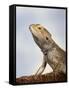 Inland Bearded Dragon Profile, Originally from Australia-Petra Wegner-Framed Stretched Canvas