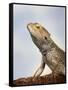 Inland Bearded Dragon Profile, Originally from Australia-Petra Wegner-Framed Stretched Canvas