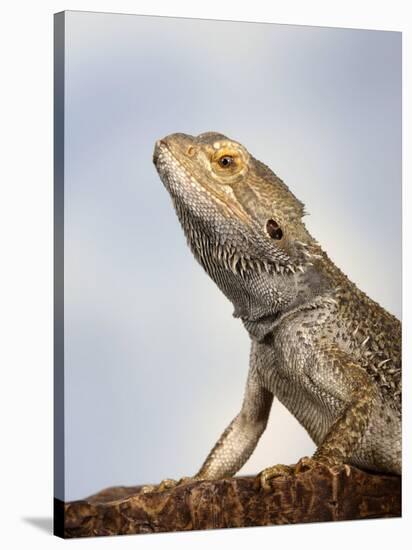 Inland Bearded Dragon Profile, Originally from Australia-Petra Wegner-Stretched Canvas