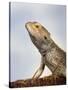 Inland Bearded Dragon Profile, Originally from Australia-Petra Wegner-Stretched Canvas