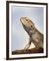 Inland Bearded Dragon Profile, Originally from Australia-Petra Wegner-Framed Premium Photographic Print