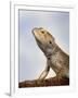 Inland Bearded Dragon Profile, Originally from Australia-Petra Wegner-Framed Premium Photographic Print