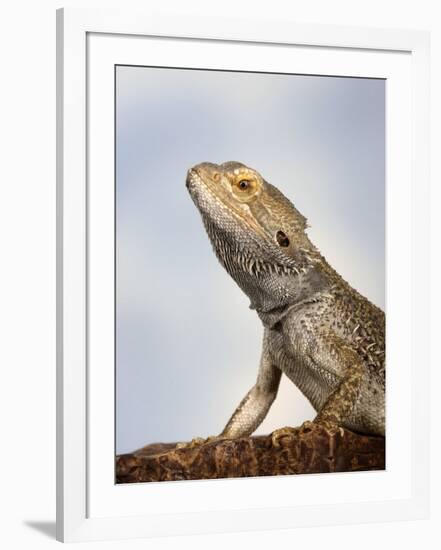 Inland Bearded Dragon Profile, Originally from Australia-Petra Wegner-Framed Photographic Print