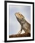 Inland Bearded Dragon Profile, Originally from Australia-Petra Wegner-Framed Photographic Print