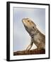 Inland Bearded Dragon Profile, Originally from Australia-Petra Wegner-Framed Photographic Print