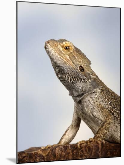 Inland Bearded Dragon Profile, Originally from Australia-Petra Wegner-Mounted Photographic Print
