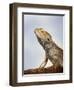 Inland Bearded Dragon Profile, Originally from Australia-Petra Wegner-Framed Photographic Print