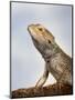 Inland Bearded Dragon Profile, Originally from Australia-Petra Wegner-Mounted Photographic Print