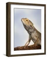 Inland Bearded Dragon Profile, Originally from Australia-Petra Wegner-Framed Photographic Print