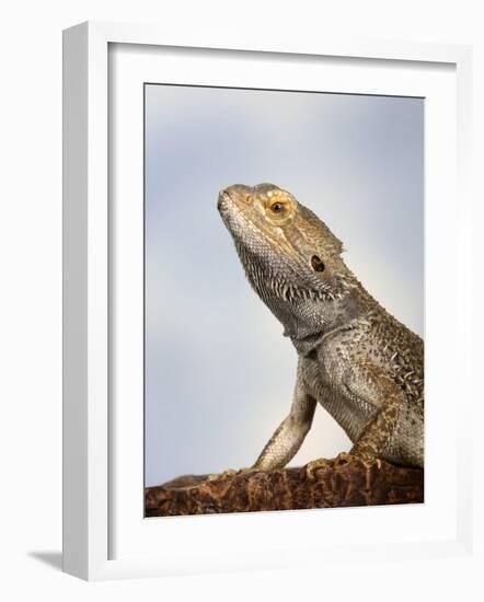 Inland Bearded Dragon Profile, Originally from Australia-Petra Wegner-Framed Photographic Print