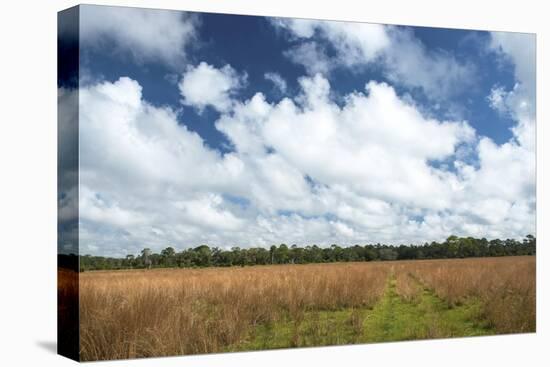 Inland Florida-Robert Michaud-Stretched Canvas