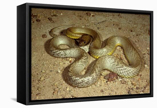 Inland Taipan-null-Framed Stretched Canvas