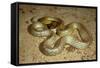 Inland Taipan-null-Framed Stretched Canvas