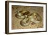 Inland Taipan-null-Framed Premium Photographic Print