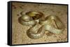 Inland Taipan-null-Framed Stretched Canvas