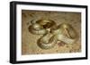 Inland Taipan-null-Framed Photographic Print