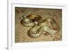 Inland Taipan-null-Framed Photographic Print
