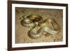 Inland Taipan-null-Framed Photographic Print