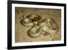 Inland Taipan-null-Framed Photographic Print