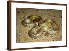 Inland Taipan-null-Framed Photographic Print