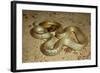 Inland Taipan-null-Framed Photographic Print