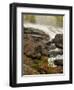 Inlet Mist over Rushing Stream, New York, Usa-Jay O'brien-Framed Photographic Print