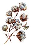 Watercolor Cotton Plant Isolated on White. Drawing of Cotton Bolls. Rustic Floral Wedding Arrangeme-Inna Sinano-Framed Stretched Canvas