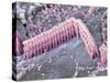 Inner Ear Hair Cells, SEM-Dr. David Furness-Stretched Canvas