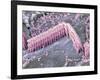 Inner Ear Hair Cells, SEM-Dr. David Furness-Framed Photographic Print