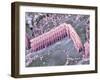 Inner Ear Hair Cells, SEM-Dr. David Furness-Framed Photographic Print