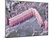 Inner Ear Hair Cells, SEM-Dr. David Furness-Mounted Photographic Print